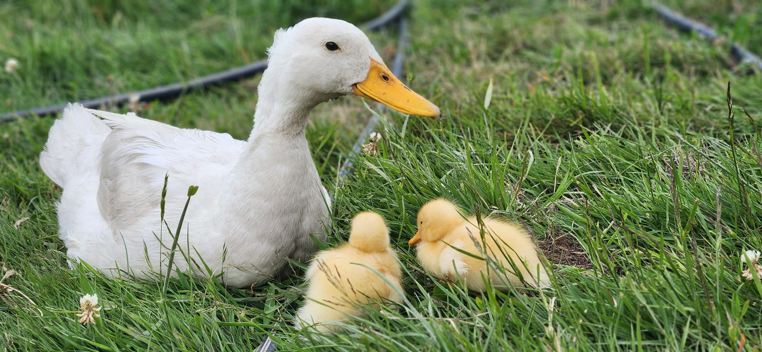 Ducks and ducklings on grass at the homestead