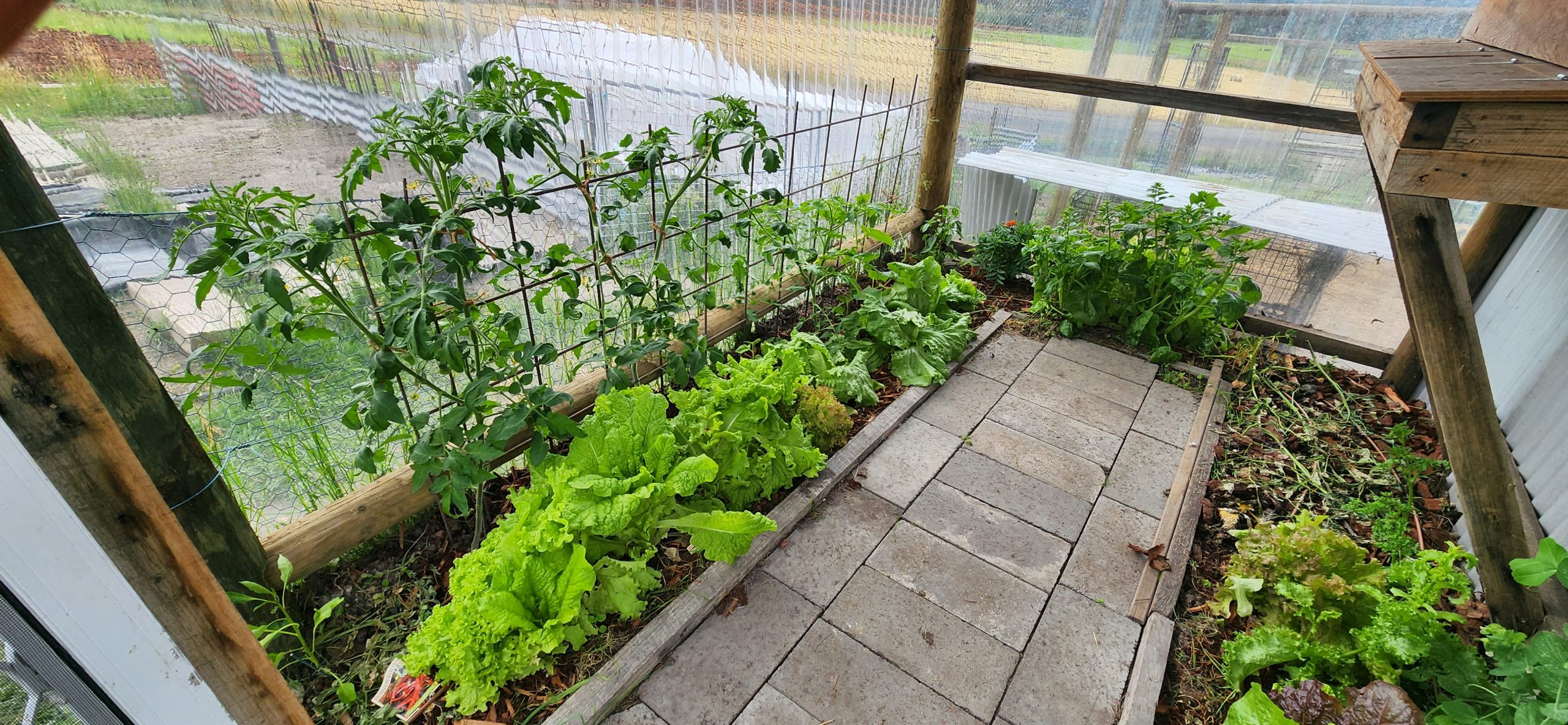 Greenhouse garden beds growing food at the homestead