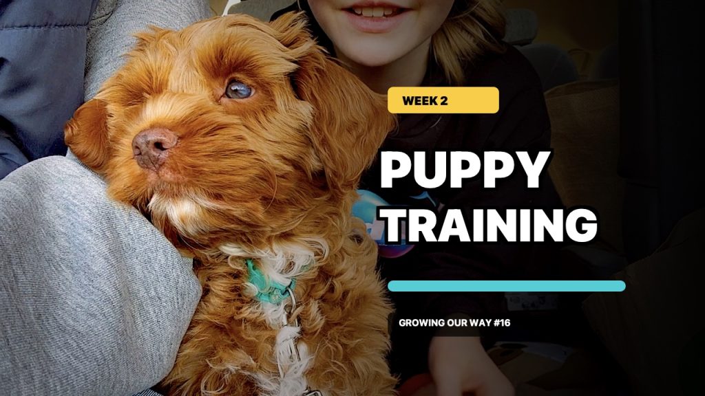 thumbnail final puppy training 2